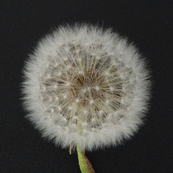 [A dandelion seed head]